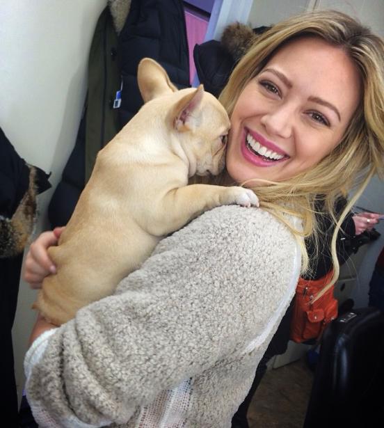 hilary_duff_dog_beau_french_bulldog